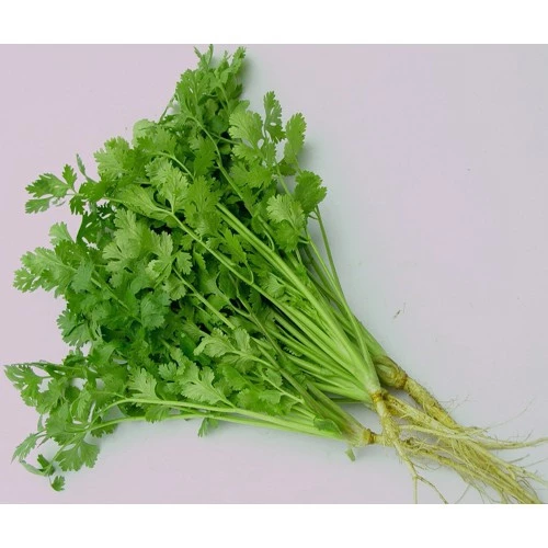 Làm sao để hạt giống ngò Bạc Liêu không bị chết sau khi gieo?