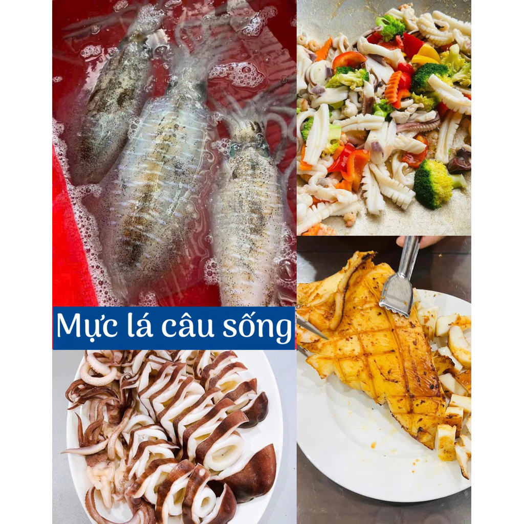 Mua Mực Lá Câu Sống Phú Quốc Cần Lưu Ý Điều Gì Để tránh Lãng Phí Và chọn Size Phù Hợp