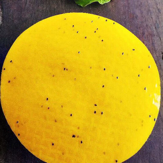 Làm sao để vỏ bánh tráng nướng trứng cút Đà Lạt giòn tan mà không bị vỡ?