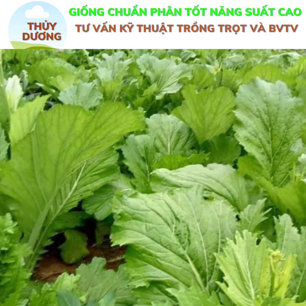 Hạt giống cải mèo Hà Giang có thực sự chịu nhiệt và mưa như quảng cáo?