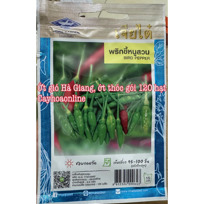 Cách trồng hạt giống ớt thóc Hà Giang sai lầm nhiều người mắc phải