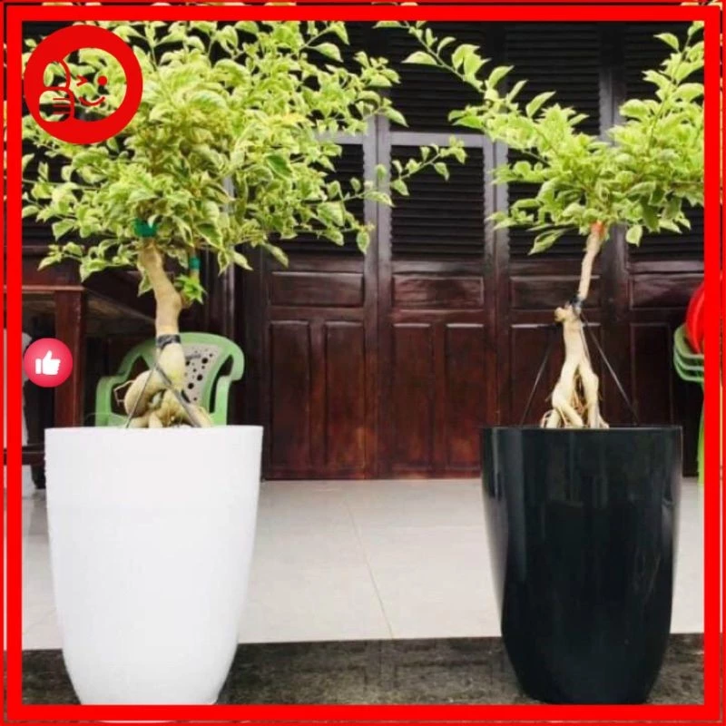 Làm thế nào chậu nhựa lại trở thành cứu cánh cho không gian văn phòng?