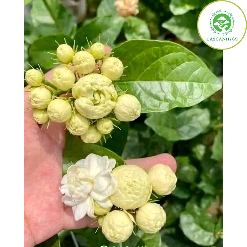 Liệu Cây Nhài Ba Lá Có Thực Sự Dễ Chăm Sóc Như Mọi Người Nói?