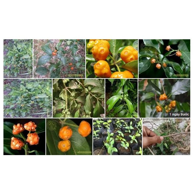 Làm thế nào để phân biệt cây mặt quỷ Cao Bằng khô thật và giả khi mua hàng online?