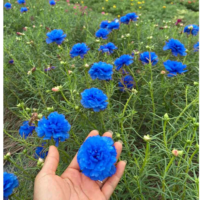 Làm thế nào để hạt giống hoa mười giờ lên mầm nhanh và khỏe mạnh?