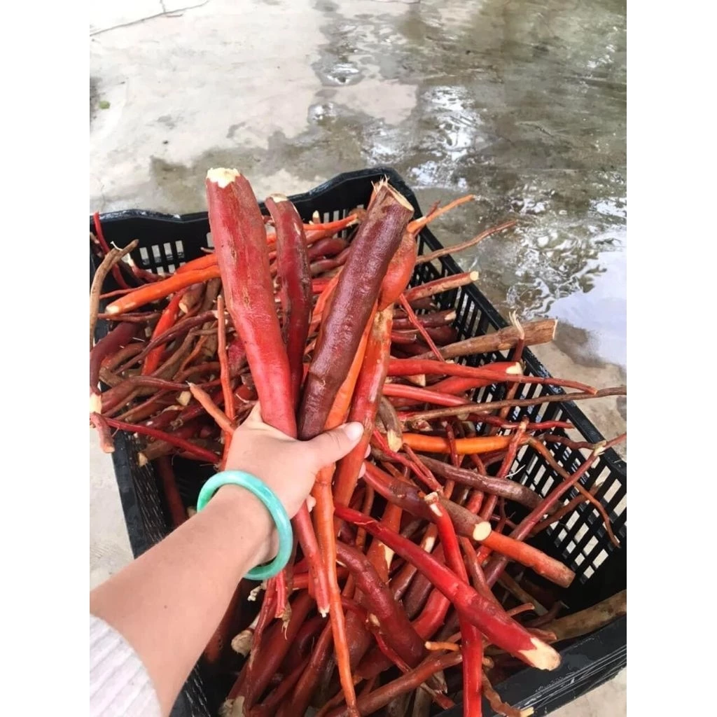 Làm thế nào để phân biệt Sâm Cau Đỏ Rừng Tây Bắc thật và giả – Kinh nghiệm từ người dùng