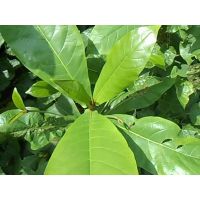 Mua Lá Bàng Tươi Non Ở Hà Nội: Tôi Đã Rút Ra Bài Học Đắng Sau Lần Đầu Sử Dụng