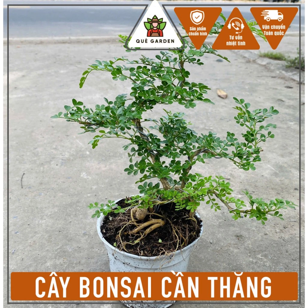 Làm thế nào để chậu cây bonsai nhỏ mang lại không gian xanh tươi trên bàn làm việc?
