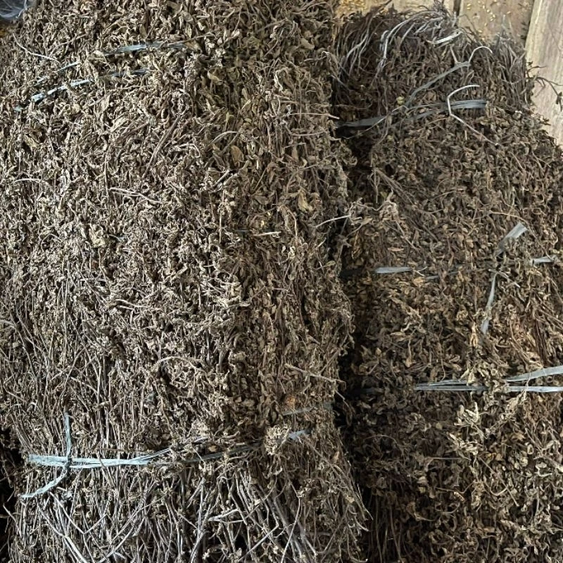 Làm thế nào để chọn cây thạch đen Cao Bằng ngon và tránh mua phải hàng kém chất lượng?