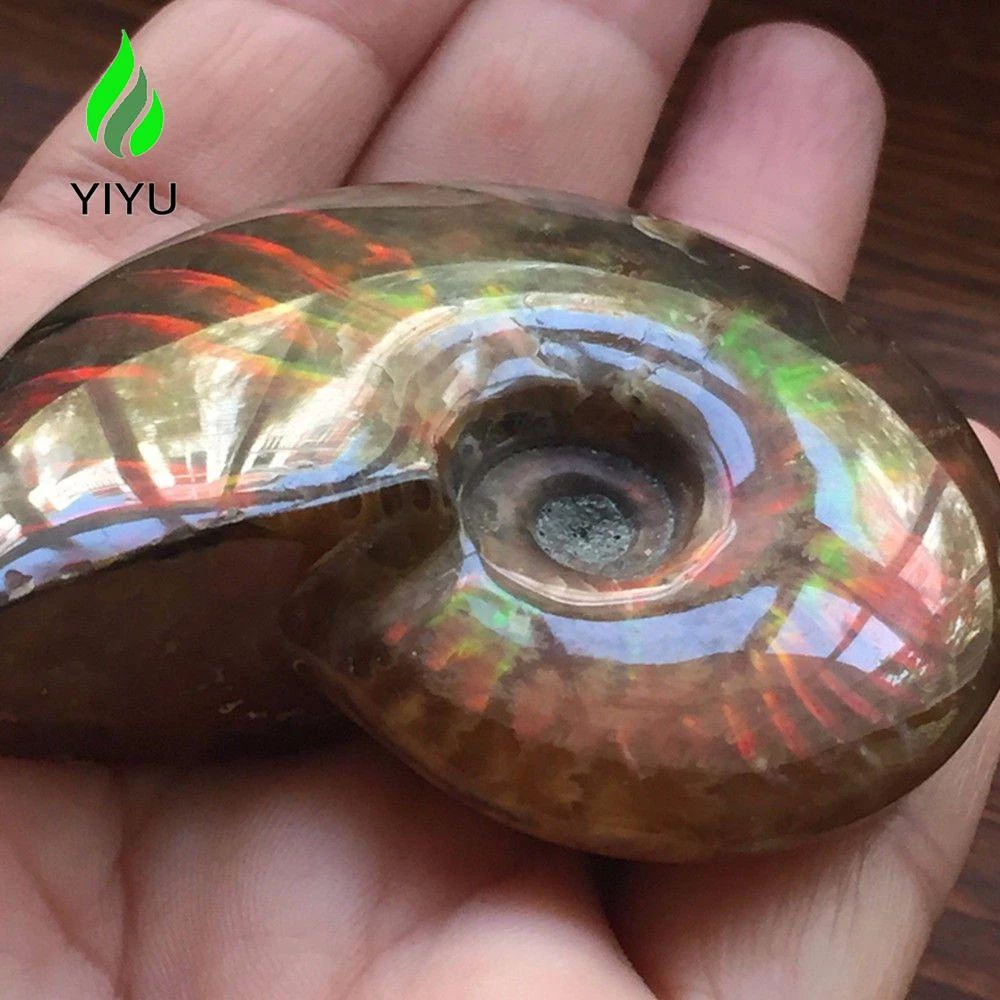 Tâm Lý Mua Sắm Đồ Chơi Sưu Tầm: Làm Thế Nào Để Chọn Ammonite YIYU Chân Chính Thay Vì Hàng Giả?