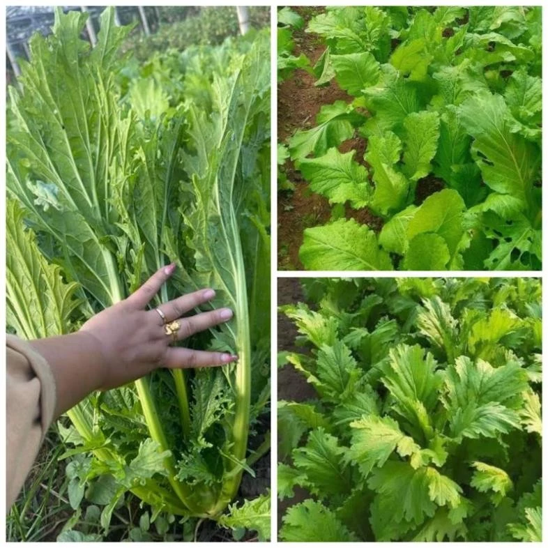 Mua Hạt Giống Cải Mèo Hà Giang Khổng Lồ Về Trồng, Rút Kinh Nghiệm Đắng Cay: Lầm Vùng Nào Dễ Ngọt
