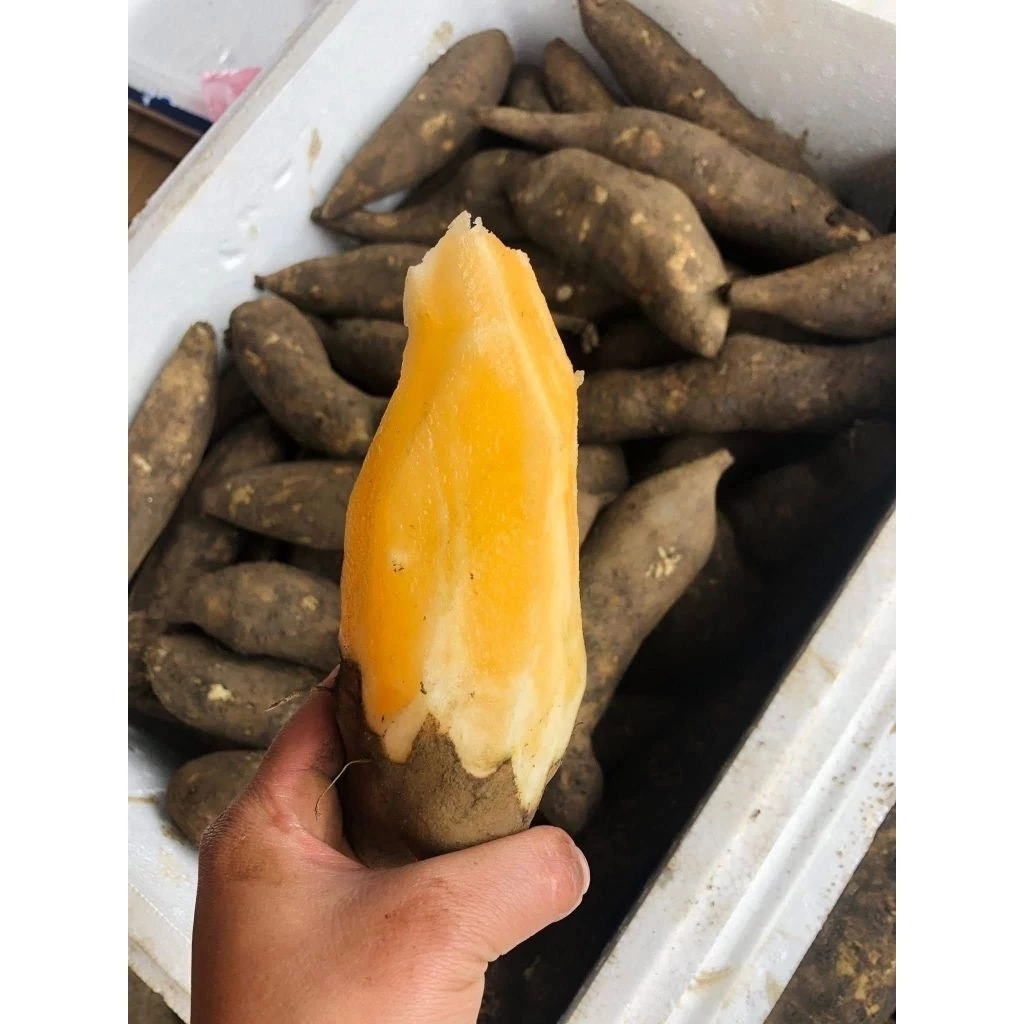 Sâm Đất Y Tý Lào Cai Có Thực Sự Tốt Cho Sức Khỏe Như Truyền Thuyết?