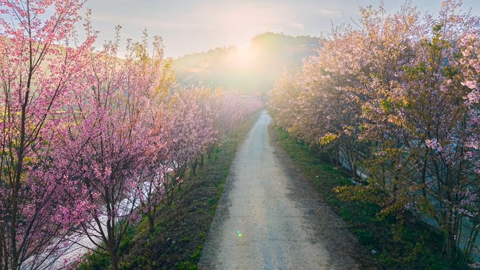 Hoa Mai Anh Đào Đà Lạt 2026: Hành Trình Nở Rộ Của Cánh Hoa Hồng Phớt Trên Cao Nguyên