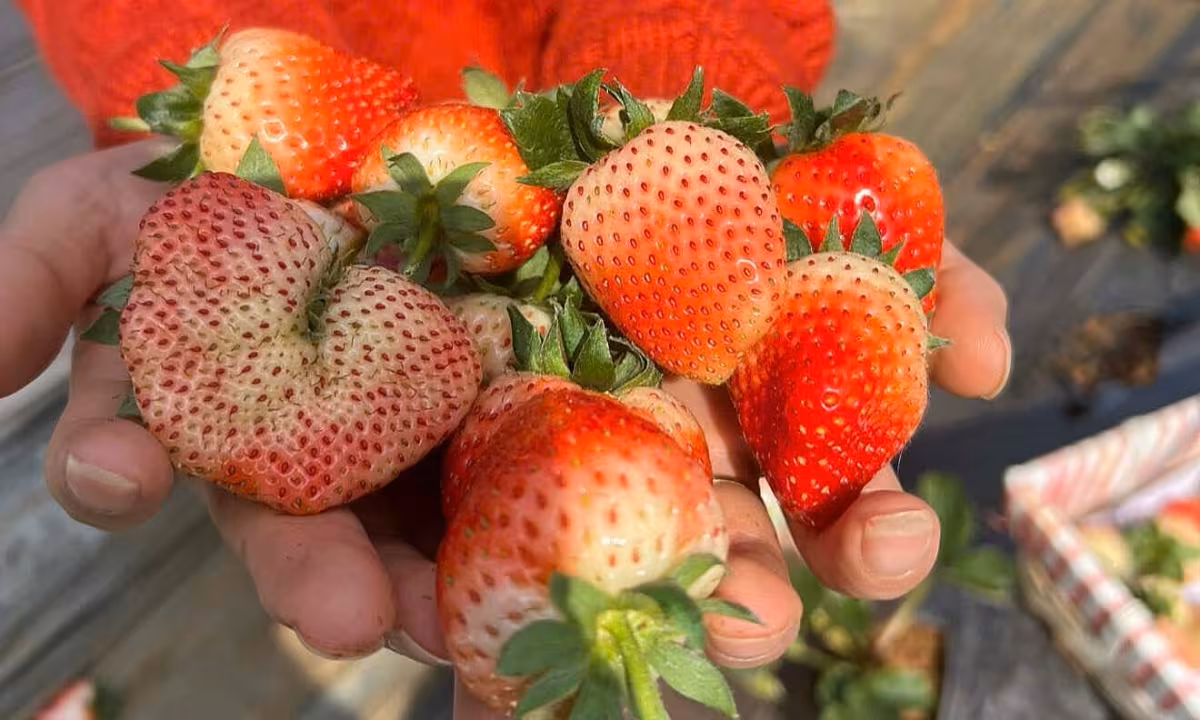 3 ngày khám phá Mộc Châu dịp Tết: Hướng dẫn chi tiết cho gia đình