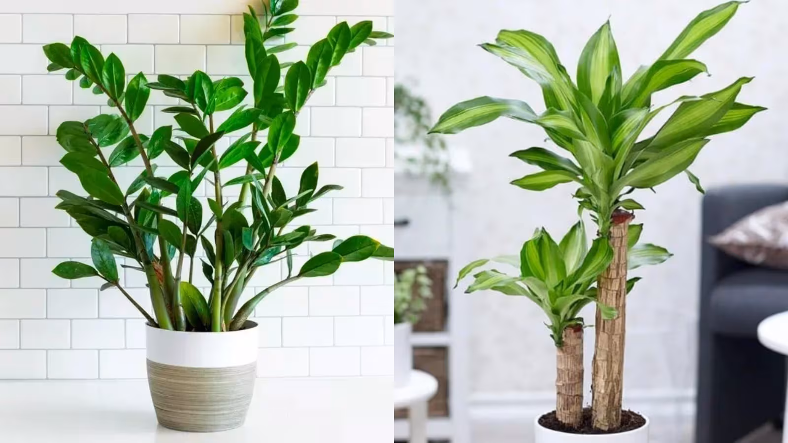 6 cây “2 tiền 3 tài” cho phòng khách 2026: Thu hút tài lộc, tăng thẩm mỹ