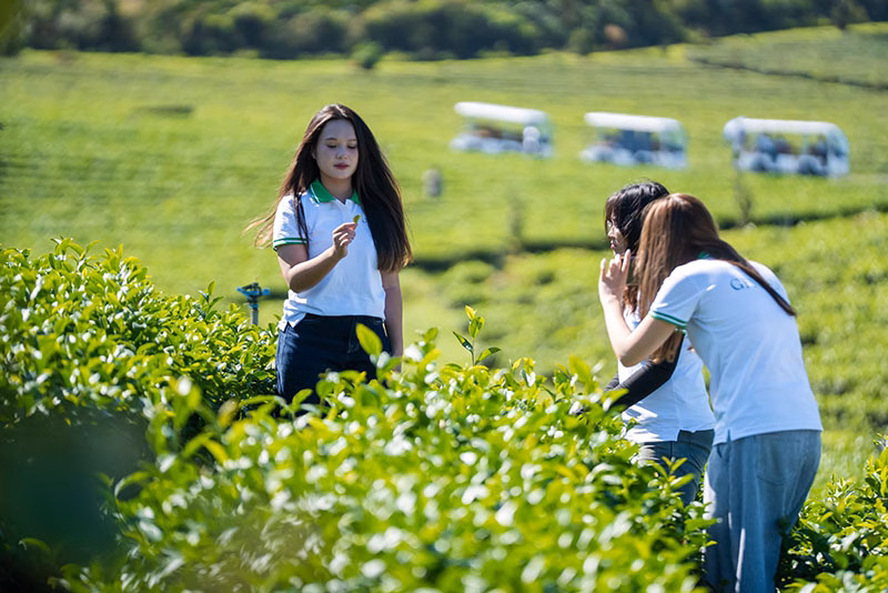 Lâm Đồng mơ “Thủ phủ Trà”: Cơ hội từ World Tea Fest 2025 cho startup