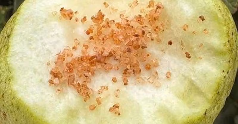 Ăn ổi mỗi ngày: Bí quyết phòng dịch và cân bằng năng lượng