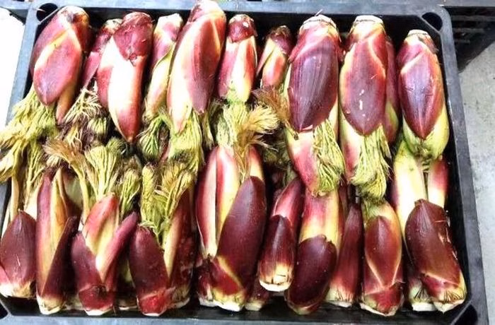 Khám phá nụ rồng gai – “cao lương mỹ vị” số 1 thế giới và 2 công thức ngon bổ dưỡng