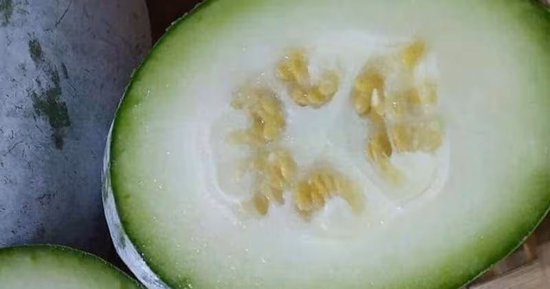 Bí đao và thận khỏe: Cách ăn đúng để hỗ trợ chức năng