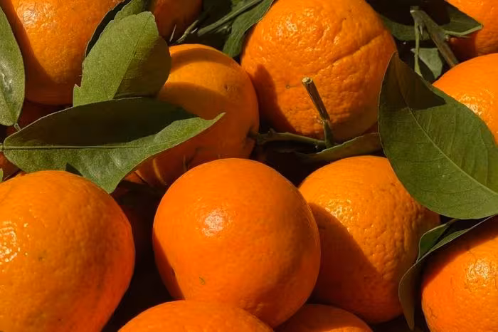 Bí mật cam Ôn Châu: Người Việt mê cam giá rẻ từ Trung Quốc