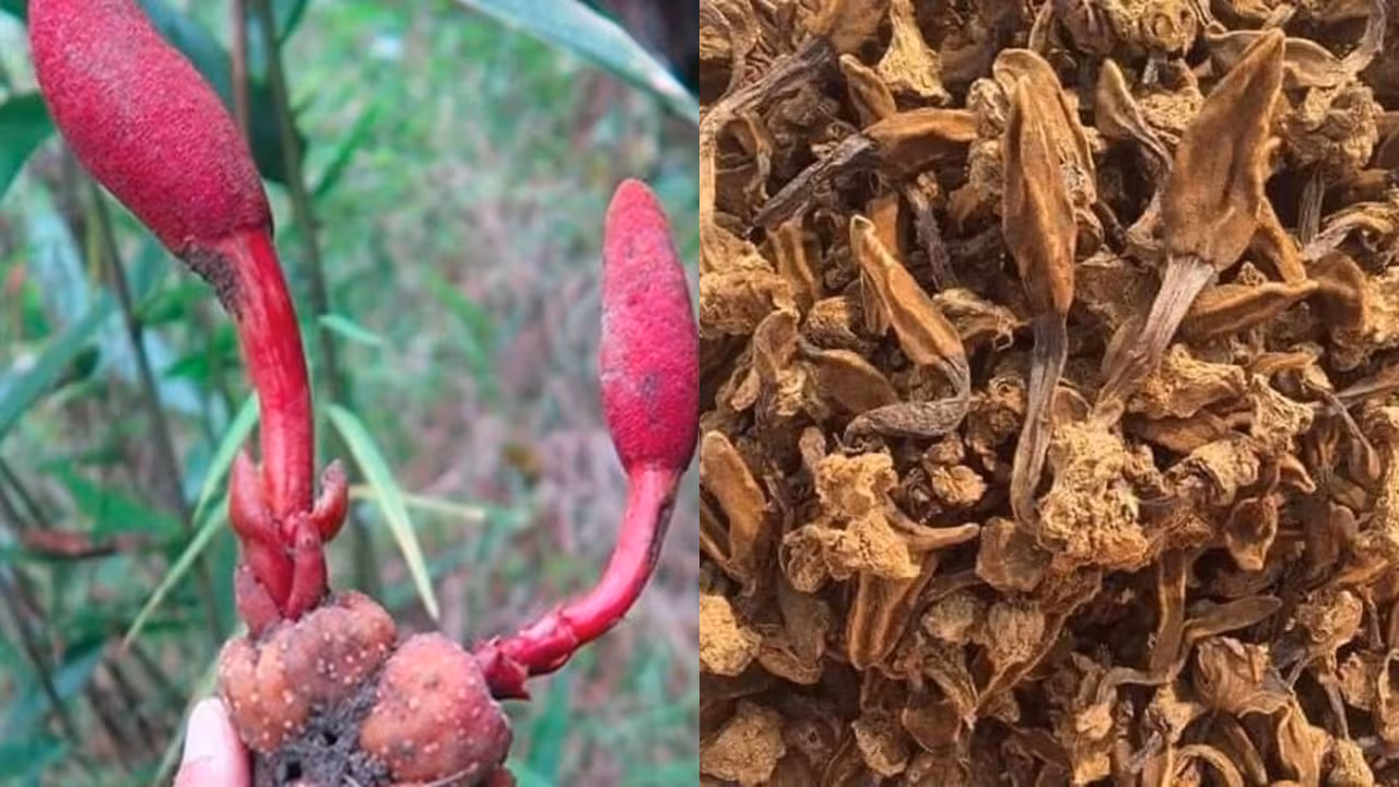 Bí mật ‘ngượng đỏ mặt’: Đặc sản rừng quý hiếm lên tới 400.000 đồng/kg