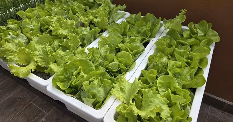 Bí quyết trồng 4 loại rau siêu dễ trong mùa đông lạnh