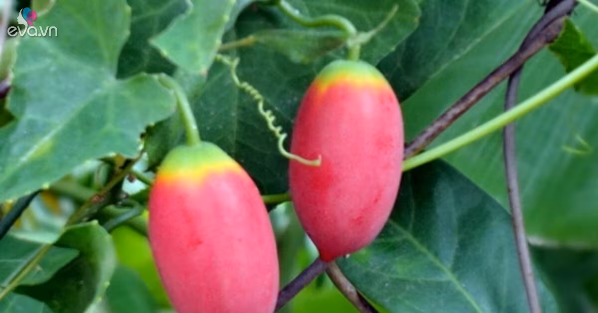 Bình bát dây: Cây dại thành đặc sản thơm ngon, sức khỏe và giá trị thị trường