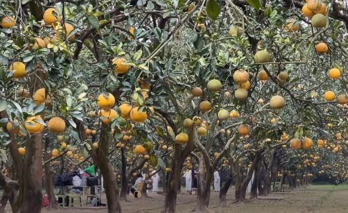 Bưởi Diễn ch&iacute;n rộ