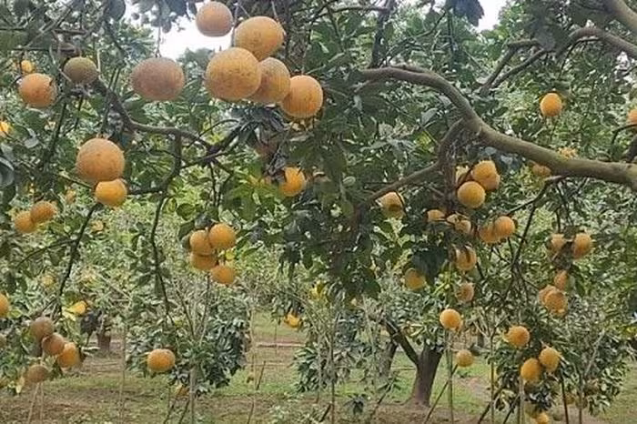 Bưởi Diễn rộn ràng thu hoạch: Trải nghiệm nông trại Hà Nội thu hút khách