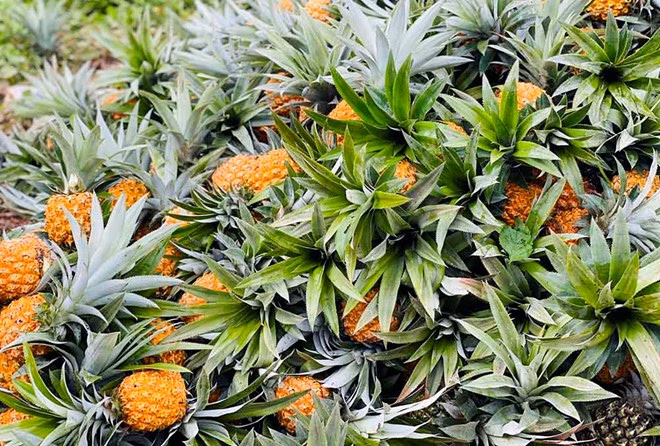 C&aacute;ch ăn dứa giảm nguy cơ tr&agrave;o ngược axit