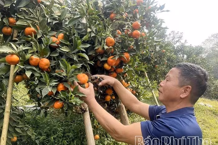 Cam, Quýt Vàng Rực Trên Đồi Thu Cúc: Nông Dân Kiếm Trăm Triệu