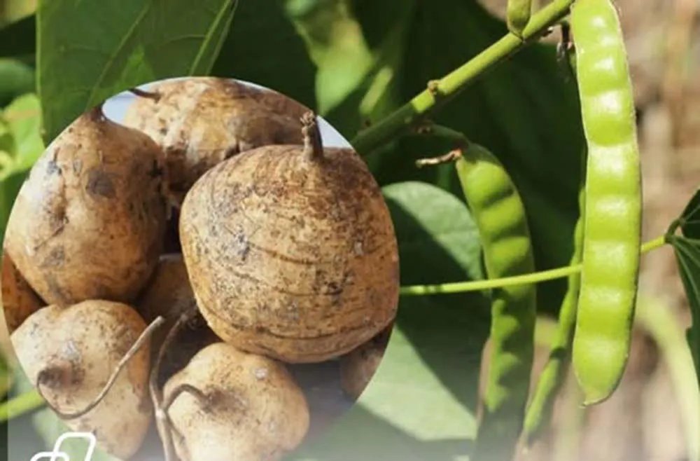 Cảnh báo ngộ độc hạt củ đậu Ninh Bình: Cục ATTP yêu cầu hành động nhanh