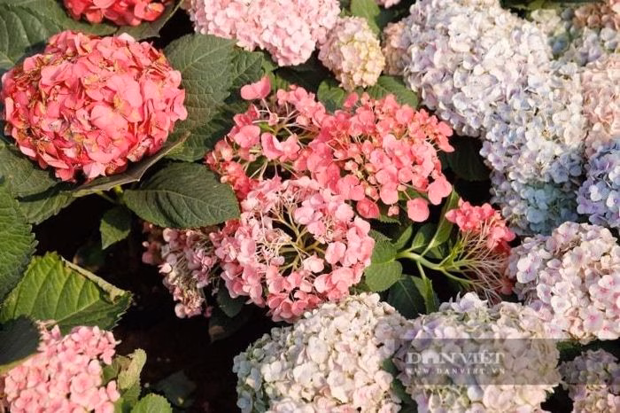 C&aacute;nh đồng hoa cẩm t&uacute; cầu tr&ecirc;n dải ph&acirc;n c&aacute;ch