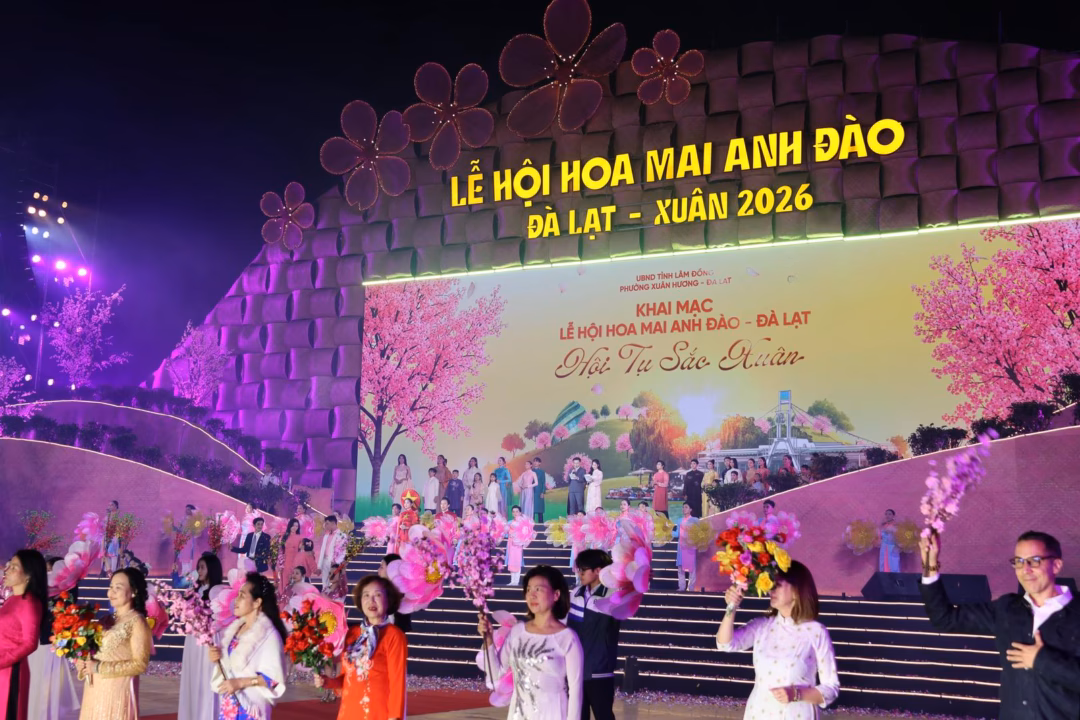 Cảnh hoa Mai Anh Đ&agrave;o rực rỡ tại Đ&agrave; Lạt