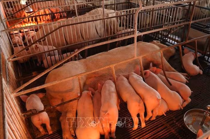Cao Bằng kiềm chế dịch tả lợn châu Phi: Thống kê, biện pháp và phục hồi
