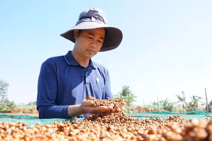 Câu chuyện biến cà phê Lam Đồng thành sản phẩm đặc sản cao cấp