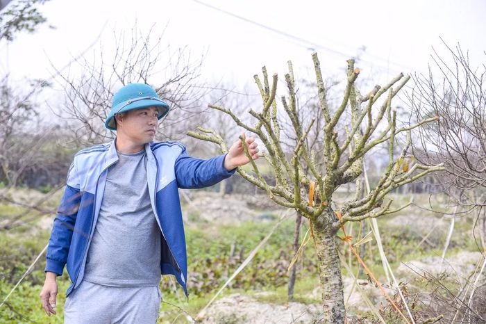 C&acirc;y đ&agrave;o chết kh&ocirc; trong vườn Quảng Ch&iacute;nh