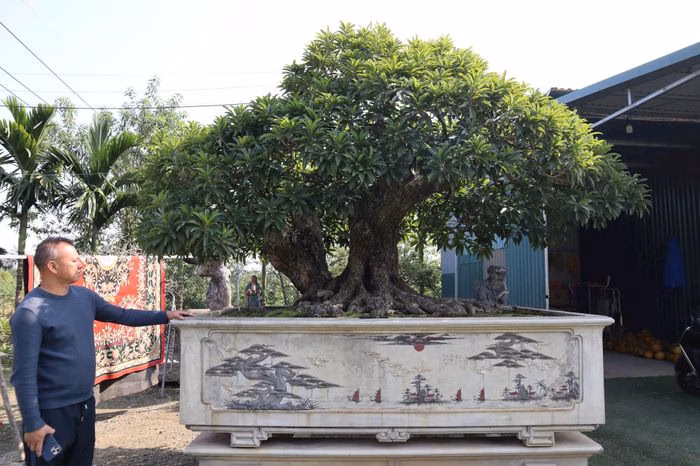 Cây hồng xiêm ‘Đại hồng phúc’ – biểu tượng của vườn sinh vật cảnh Phúc Thọ vườn sinh vật cảnh Phúc Thọ, cây hồng xiêm Đại hồng phúc