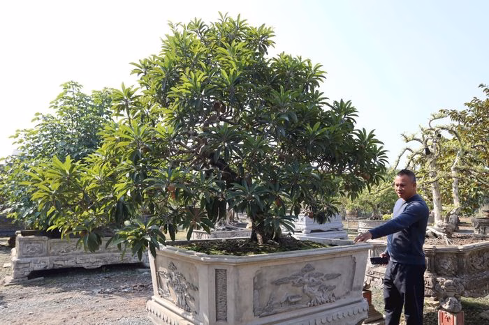 Cây hồng xiêm “Đại hồng phúc” trên chậu tại vườn sinh vật cảnh Phúc Thọ cây hồng xiêm Đại hồng phúc trên chậu