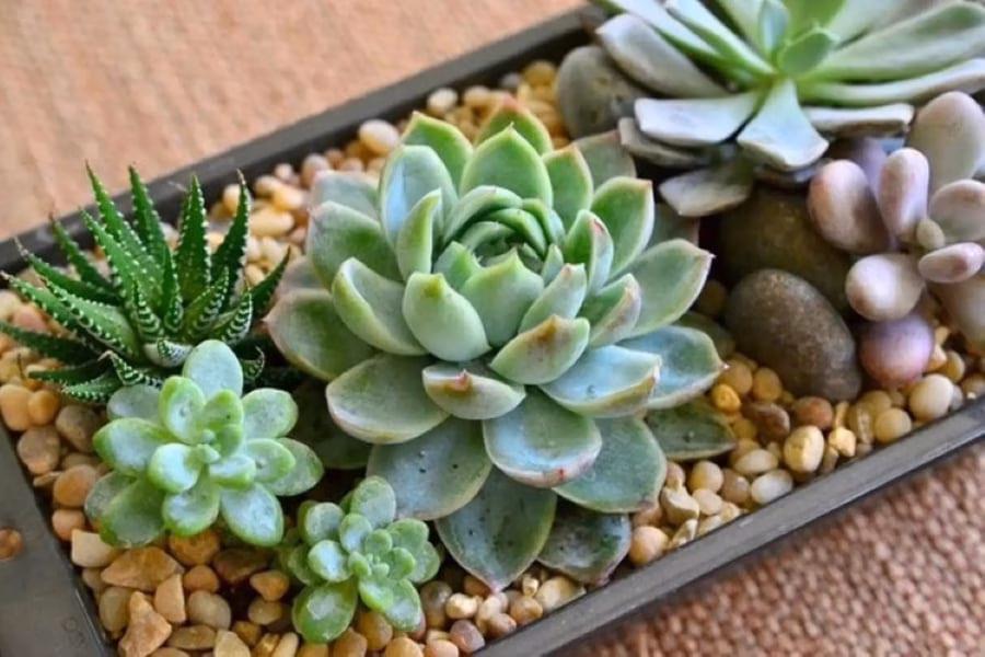 C&acirc;y h&uacute;t t&agrave;i &ndash; sen đ&aacute; độc đ&aacute;o, mang lại kh&ocirc;ng gian s&aacute;ng tạo v&agrave; t&agrave;i lộc