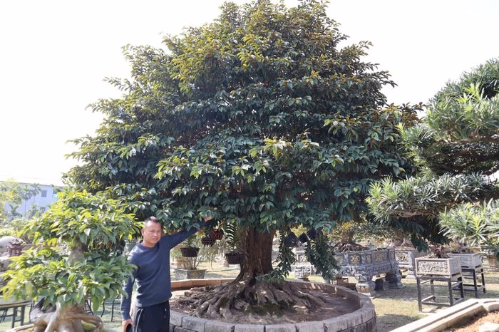 Cây vú sữa với tán rộng gần 10 m – một trong những kiệt tác của vườn sinh vật cảnh Phúc Thọ cây vú sữa tán rộng 10m tại vườn sinh vật cảnh