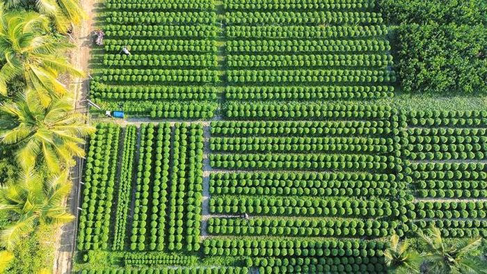 Gia đ&igrave;nh chị Mỹ chăm s&oacute;c h&agrave;ng ng&agrave;n chậu hoa giấy