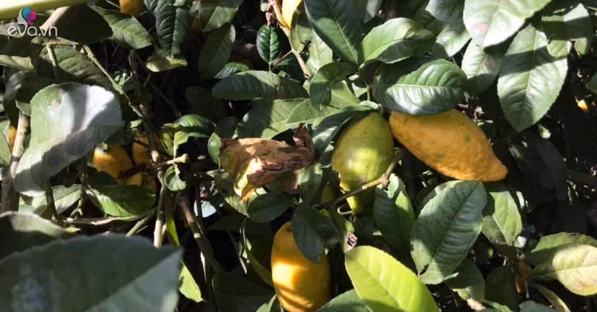 Chanh yên rừng: Quả dại thành đặc sản Tết 2026, giá 300.000 đồng/kg