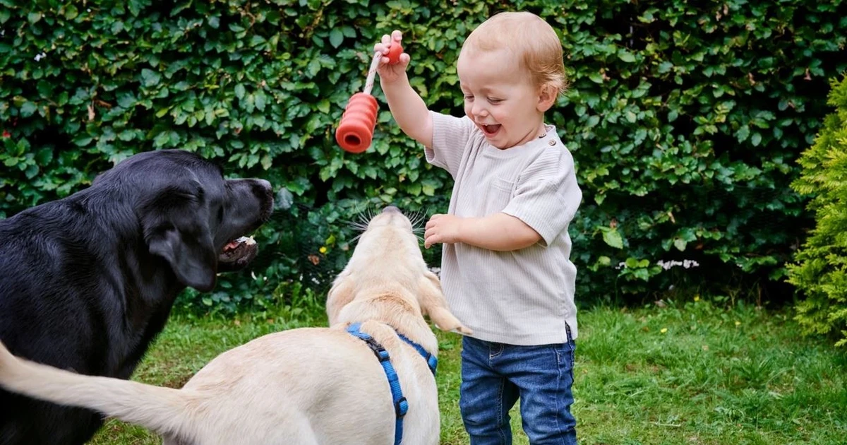 Chó học từ vựng bằng “nghe lỏm” đạt 90% độ chính xác – Phát hiện mới từ Science