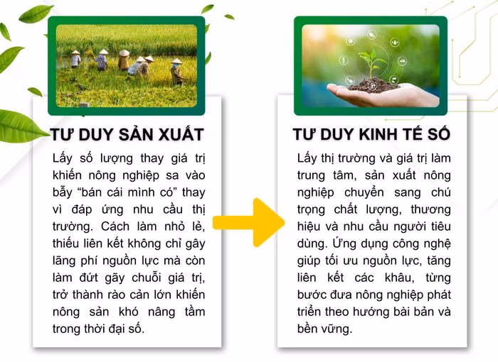 Chứng nhận hữu cơ cho ch&egrave;