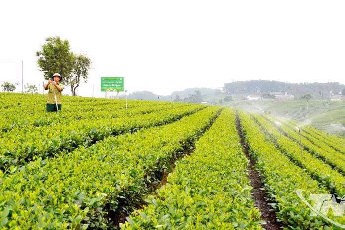 Chuyển Đổi Số Định Hình Nông Nghiệp Bền Vững Tại Thái Nguyên