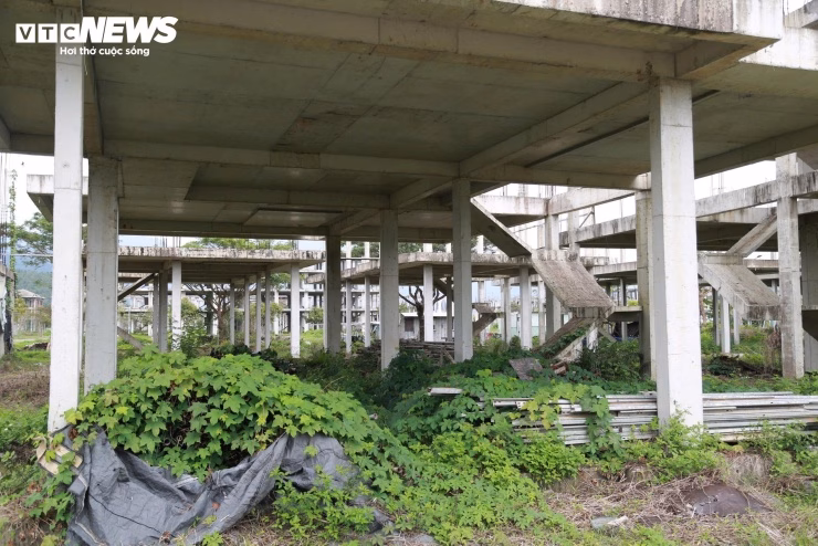 Tiến độ và hiện trạng sau 20 năm Cỏ dại mọc um tùm trong khu vực dự án