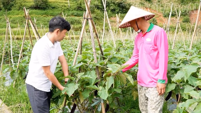 C&ocirc;ng nh&acirc;n L&agrave;o Cai đang kiểm tra s&acirc;u bệnh tr&ecirc;n c&acirc;y c&agrave; t&iacute;m