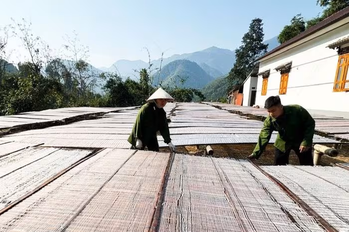Công suất cao của làng nghề đặc sản trước Tết 2026: Bánh chưng Vân và miến dong bứt phá