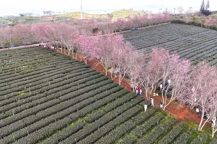 Cưỡi ngựa ngắm hoa Mai Anh Đào trên đồi trà Cầu Đất – Đà Lạt xuân 2026